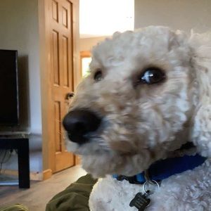 Meet your Posher, Patrick